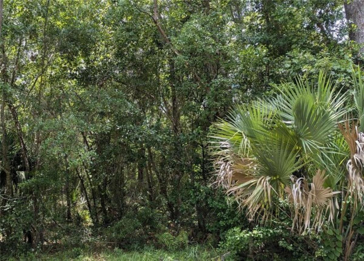 Picture of Residential Land For Sale in Micanopy, Florida, United States