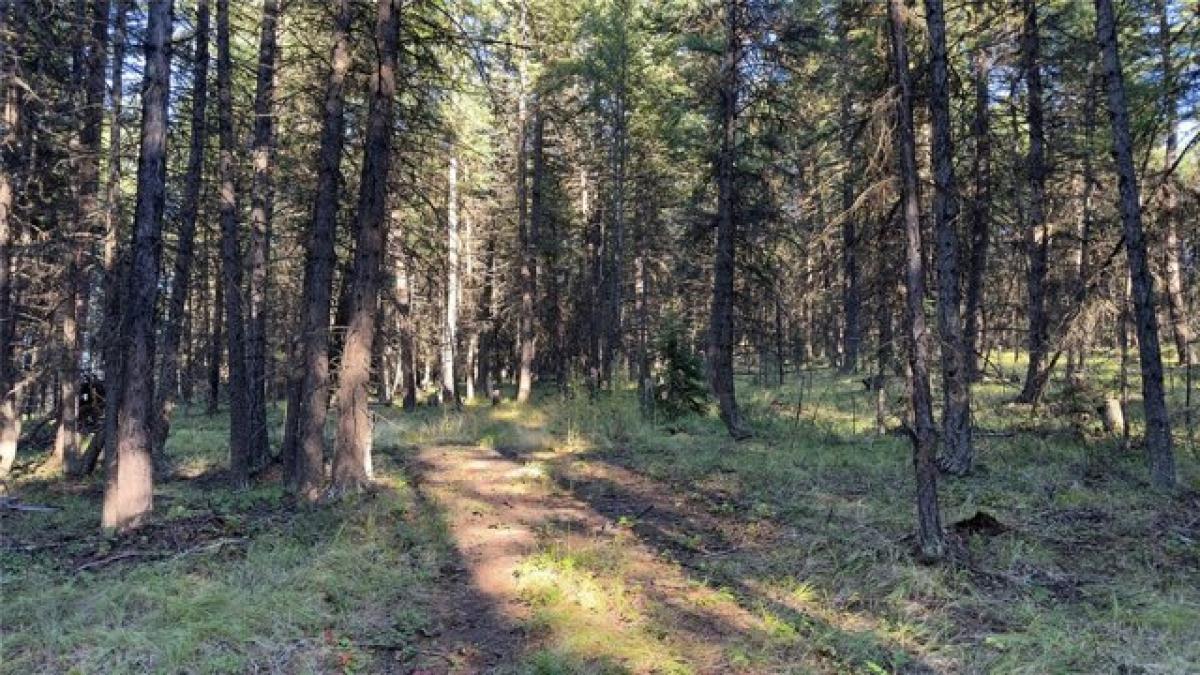 Picture of Residential Land For Sale in Fortine, Montana, United States