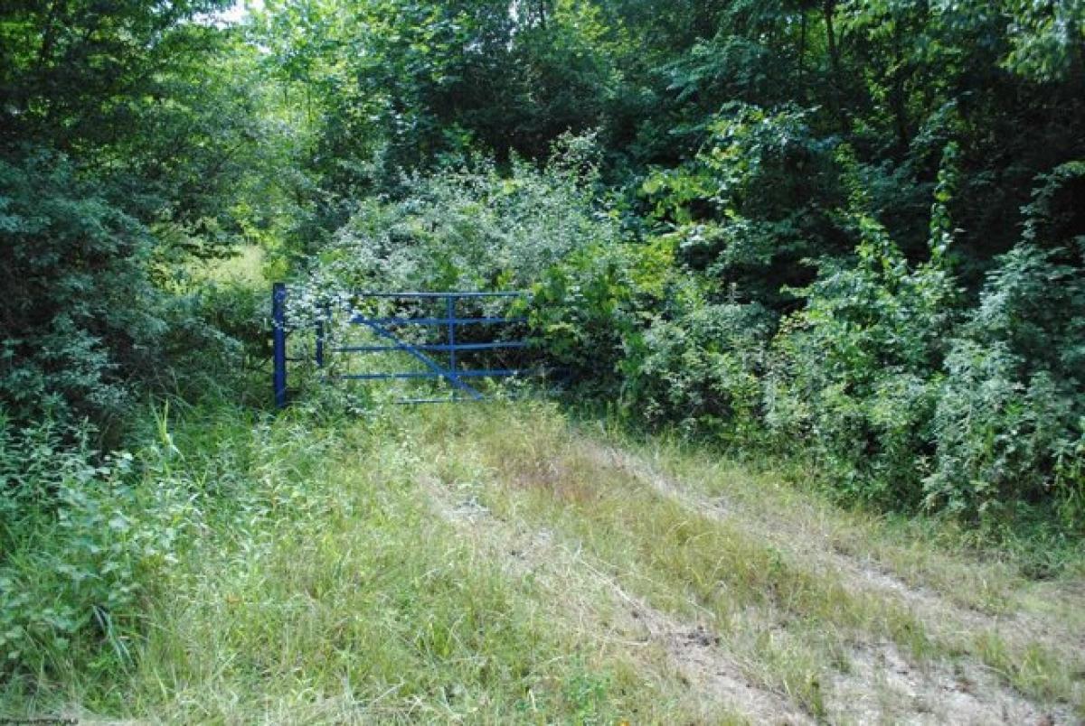 Picture of Residential Land For Sale in Belington, West Virginia, United States