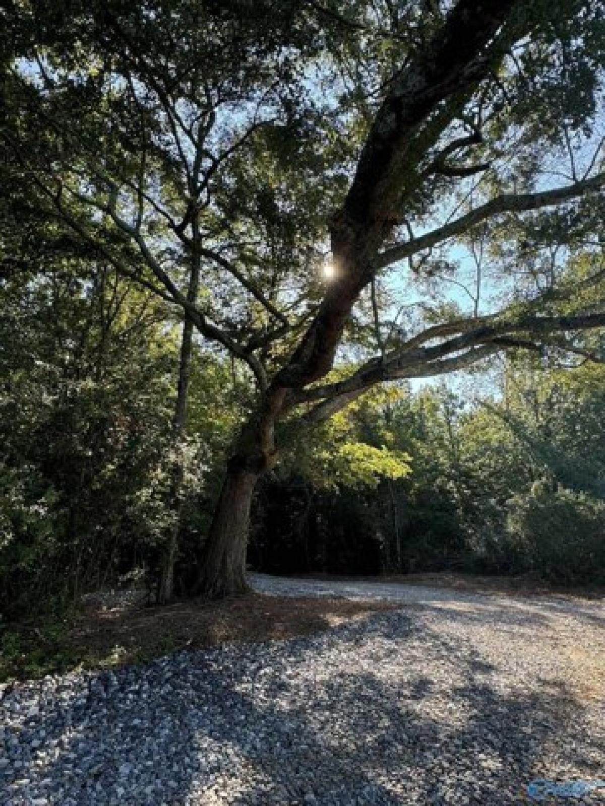 Picture of Residential Land For Sale in Stevenson, Alabama, United States