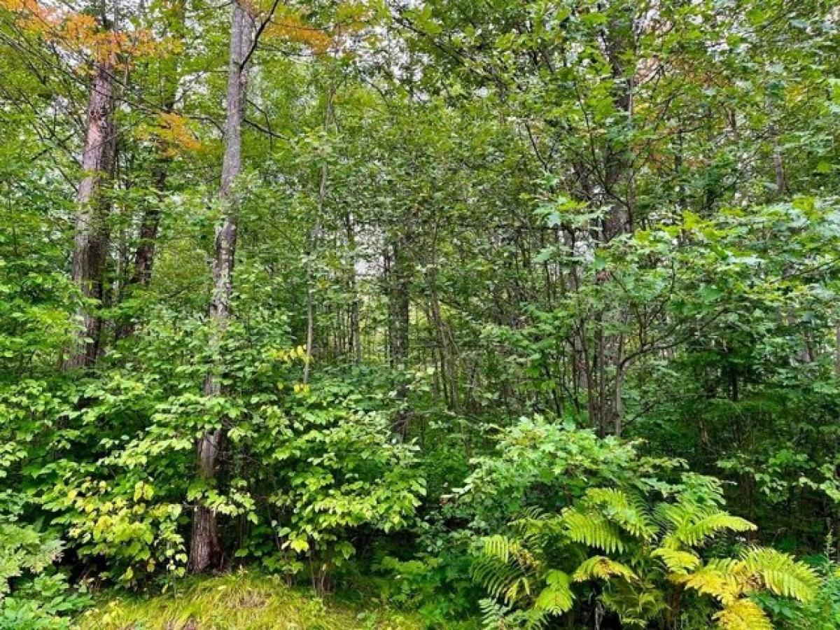 Picture of Residential Land For Sale in Rhinelander, Wisconsin, United States