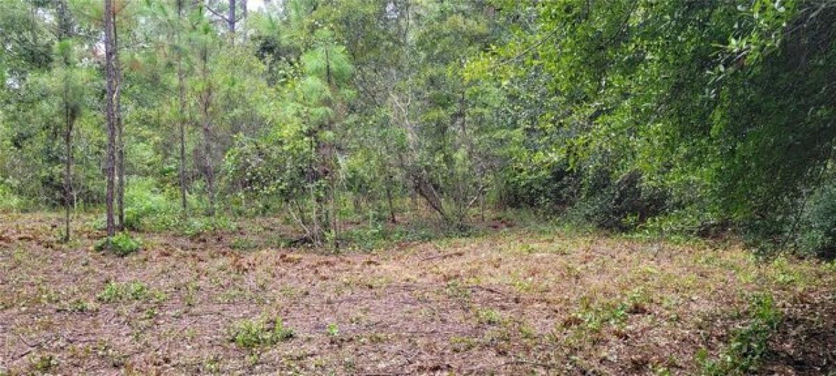 Picture of Residential Land For Sale in Bunnell, Florida, United States