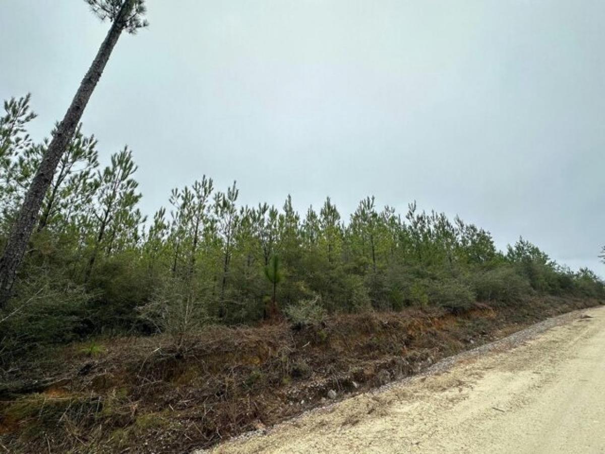 Picture of Residential Land For Sale in Caryville, Florida, United States