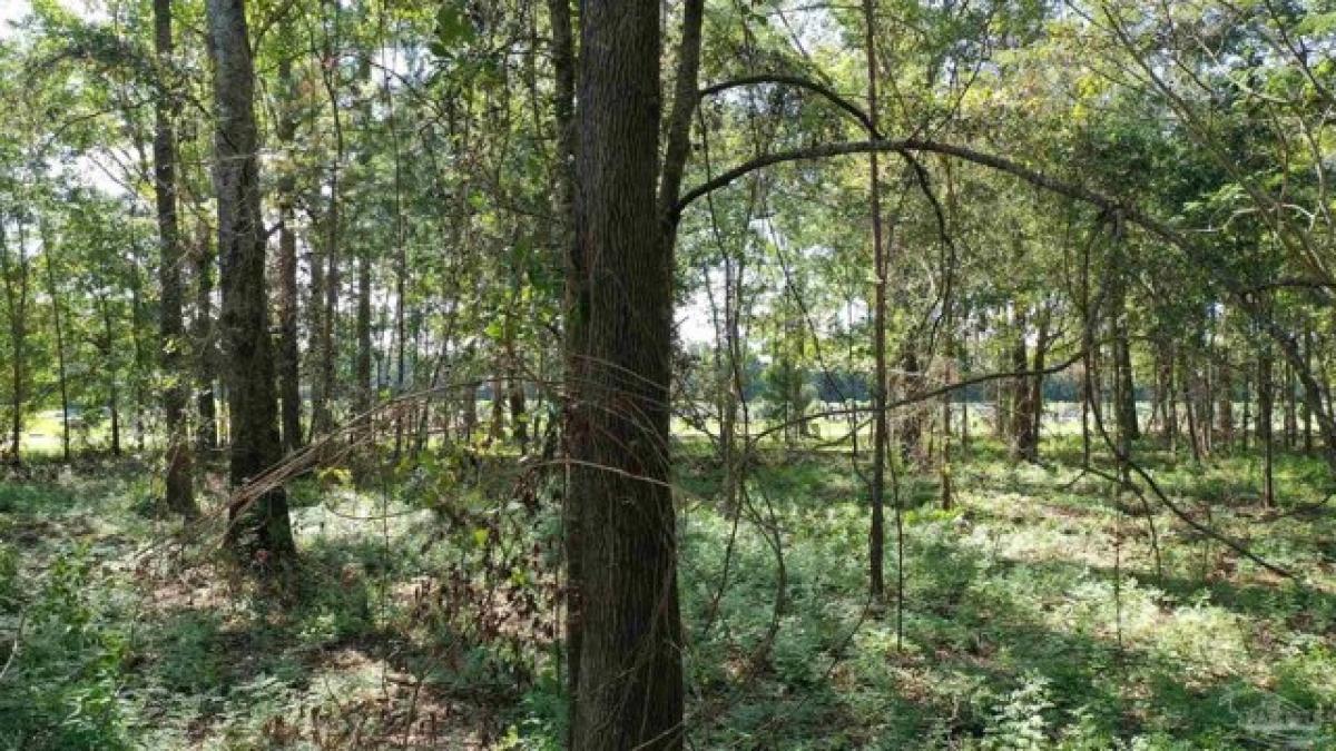 Picture of Residential Land For Sale in Atmore, Alabama, United States