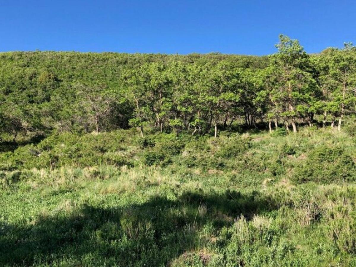 Picture of Residential Land For Sale in Placerville, Colorado, United States