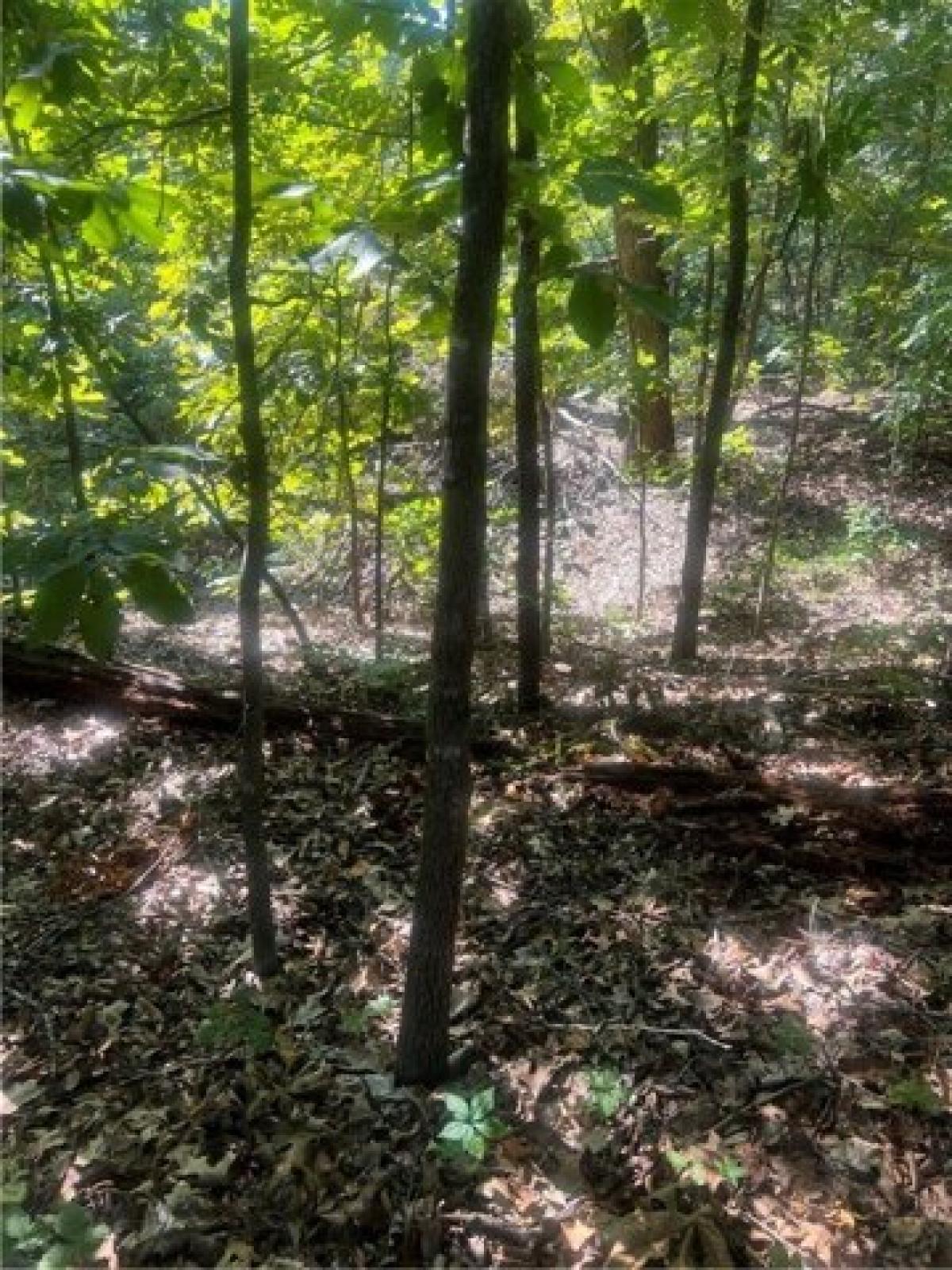 Picture of Residential Land For Sale in Bella Vista, Arkansas, United States