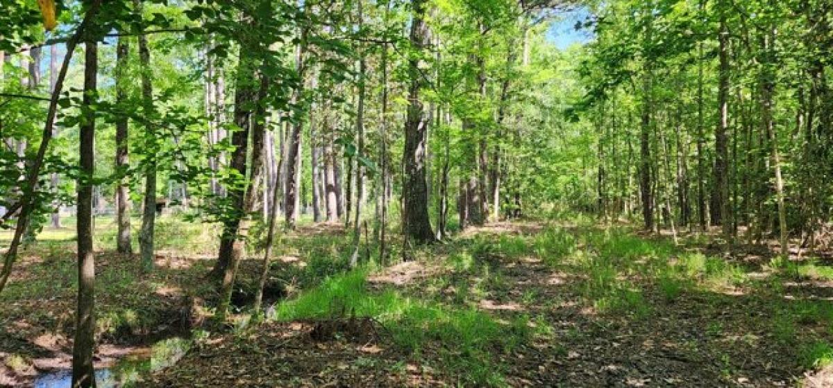 Picture of Residential Land For Sale in Walterboro, South Carolina, United States