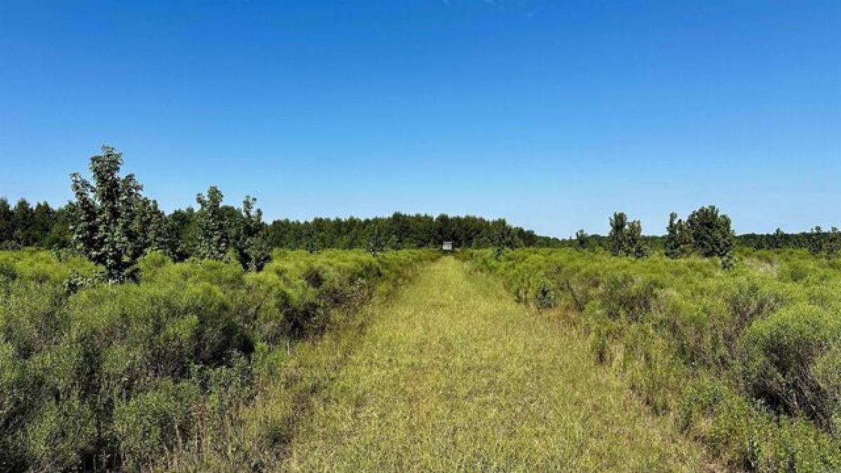 Picture of Residential Land For Sale in Bald Knob, Arkansas, United States