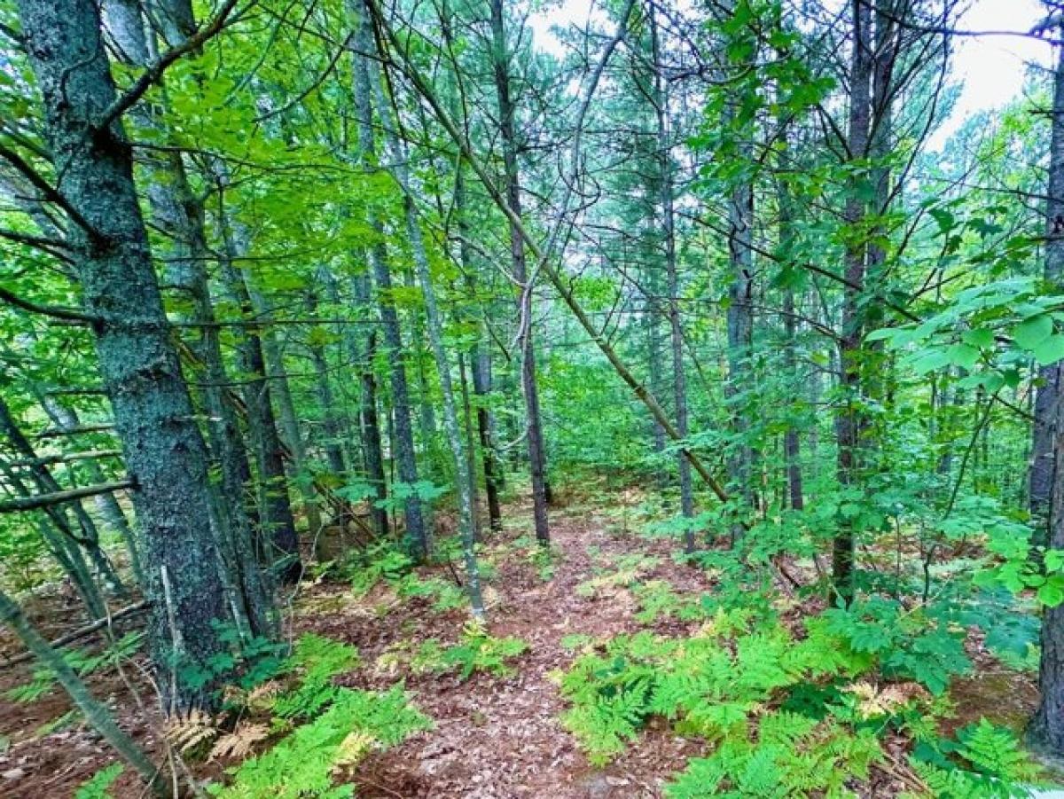 Picture of Residential Land For Sale in Wolverine, Michigan, United States