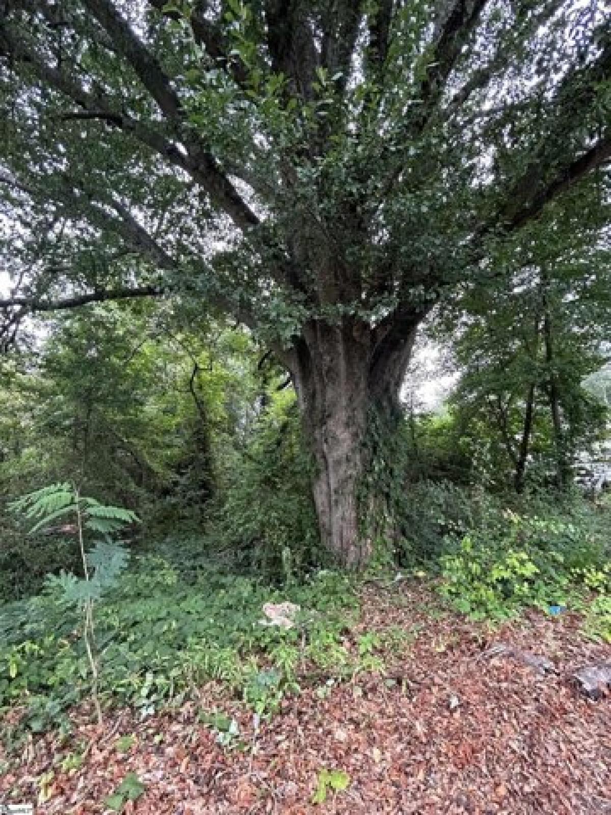 Picture of Residential Land For Sale in Greenville, South Carolina, United States