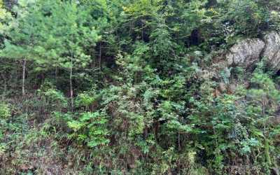 Residential Land For Sale in Hayesville, North Carolina