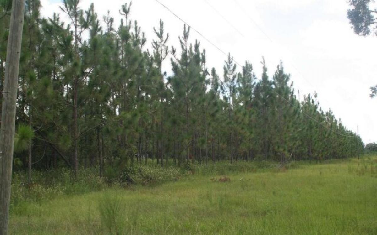 Picture of Residential Land For Sale in Live Oak, Florida, United States