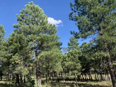 Residential Land For Sale in Happy Jack, Arizona