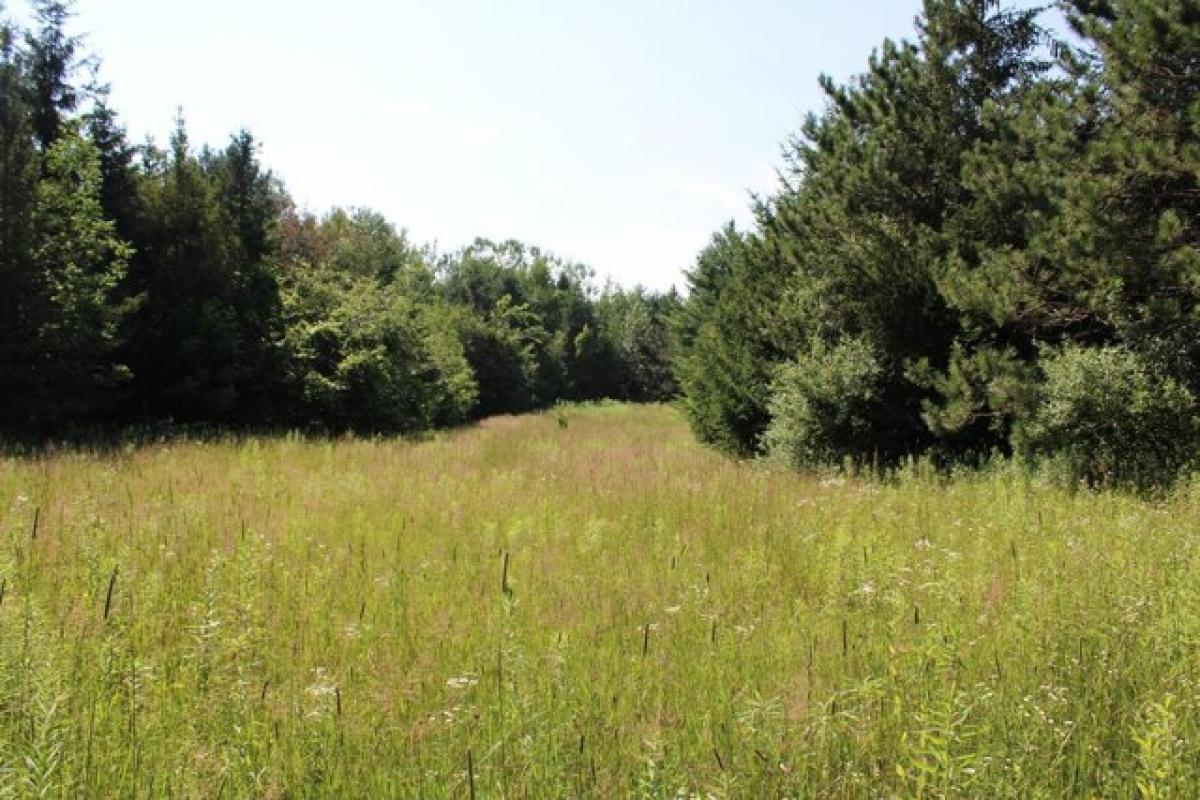 Picture of Residential Land For Sale in Lupton, Michigan, United States