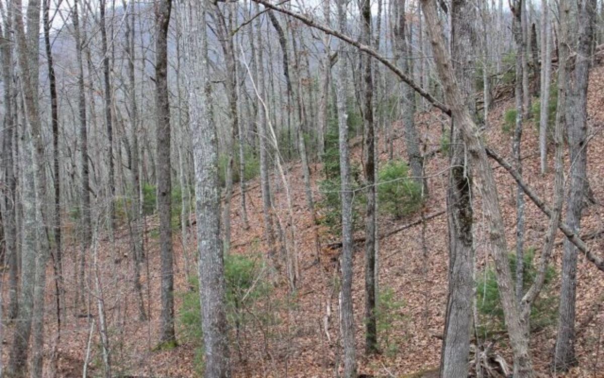 Picture of Residential Land For Sale in Hayesville, North Carolina, United States