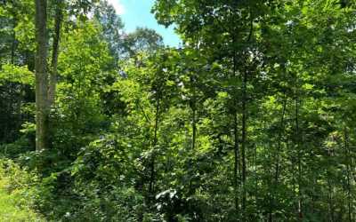 Residential Land For Sale in Hayesville, North Carolina