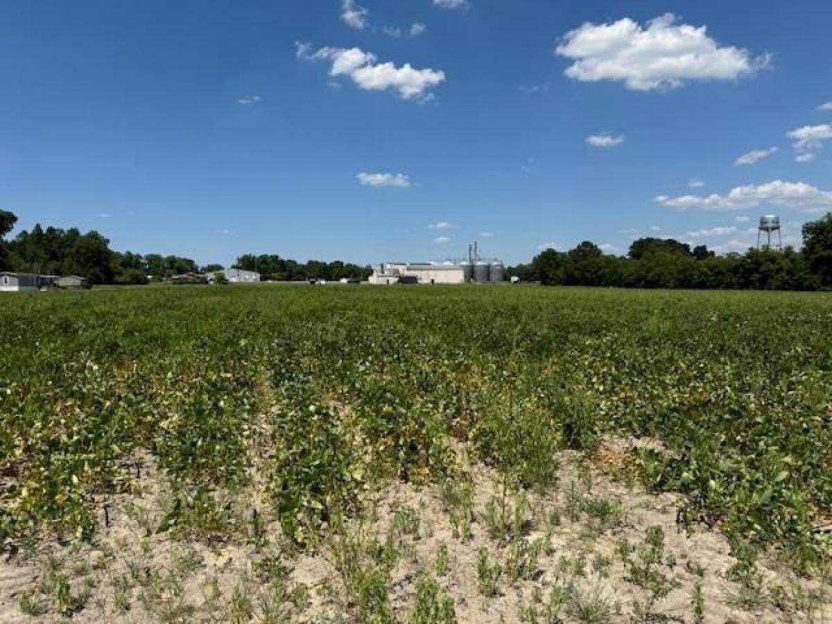 Picture of Residential Land For Sale in Rebecca, Georgia, United States