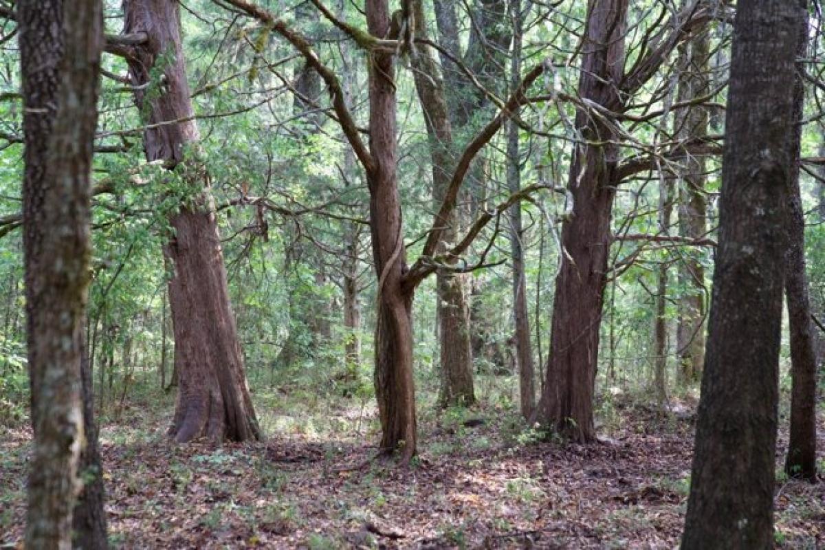 Picture of Residential Land For Sale in Calhoun Falls, South Carolina, United States