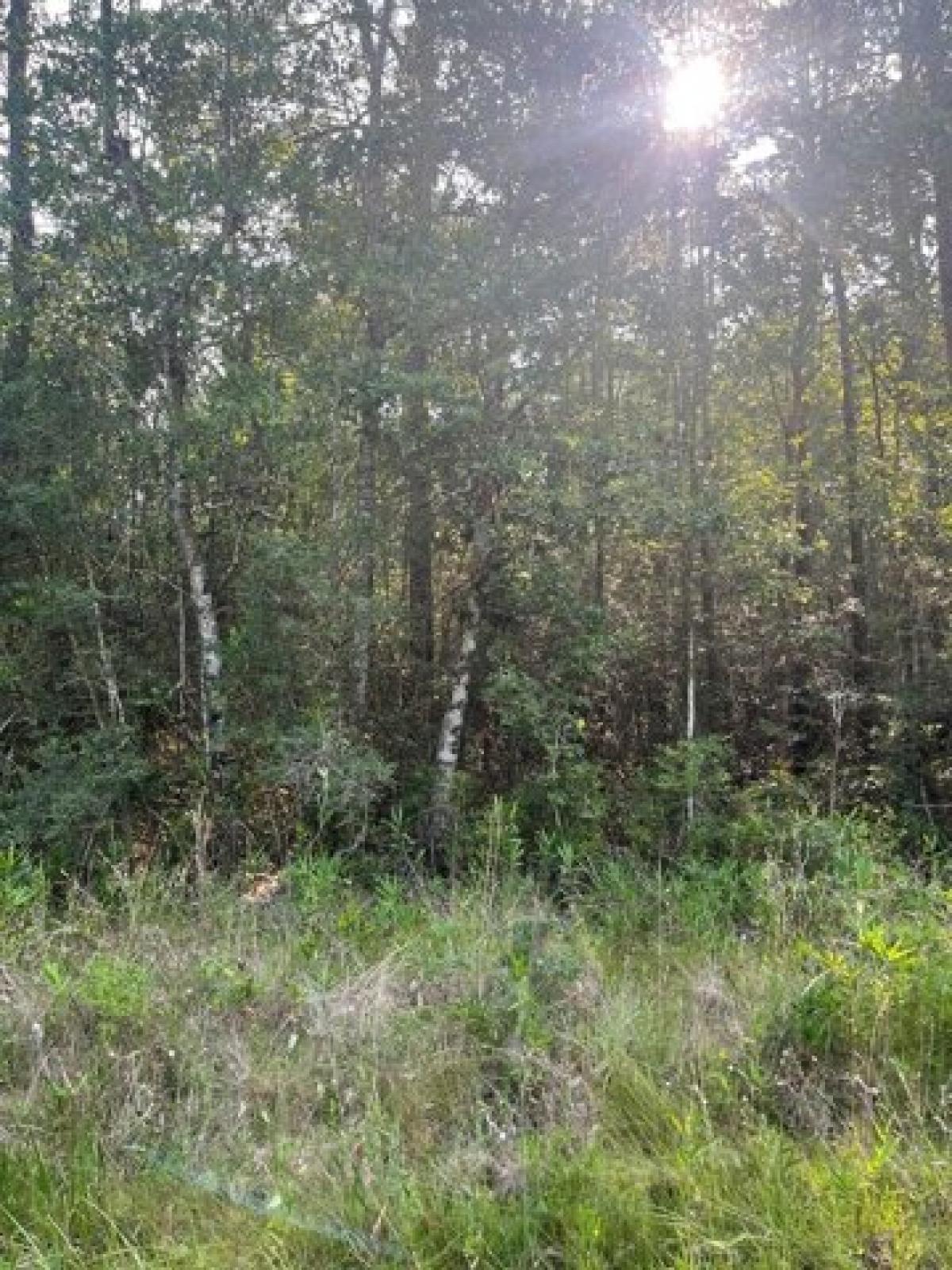 Picture of Residential Land For Sale in Poplarville, Mississippi, United States