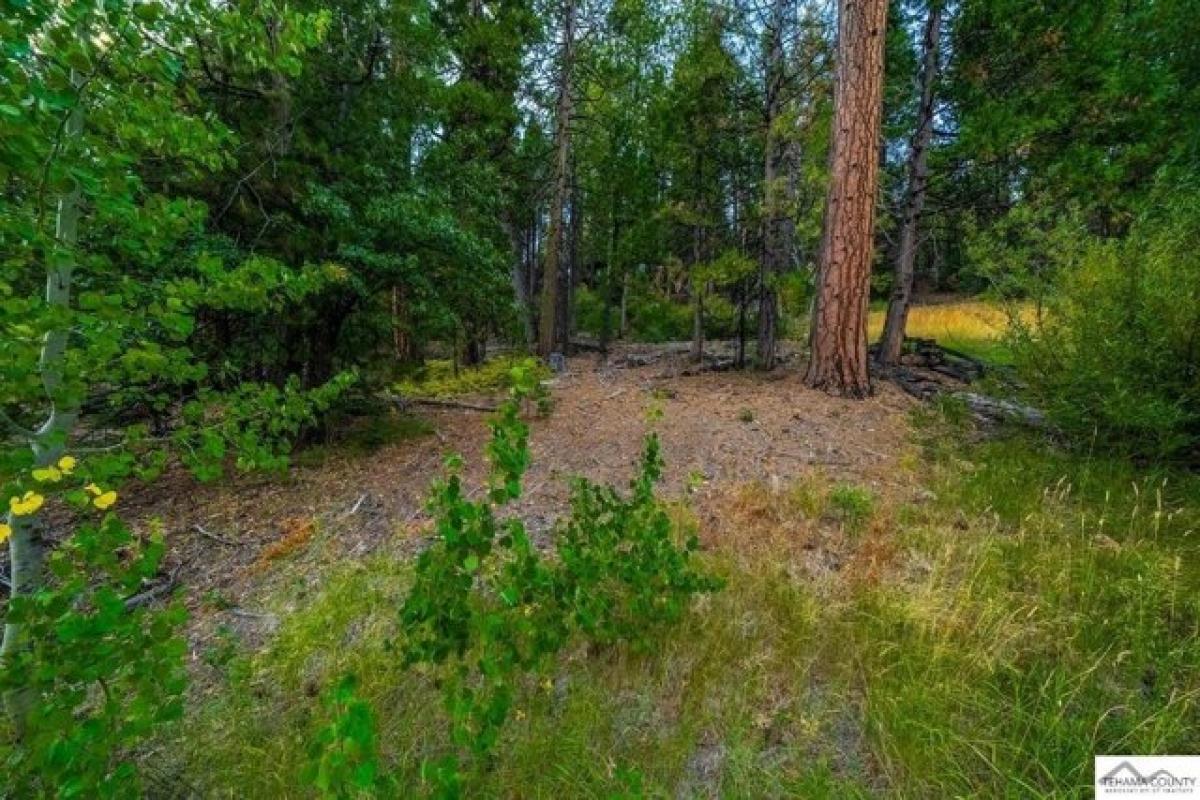 Picture of Residential Land For Sale in Mineral, California, United States