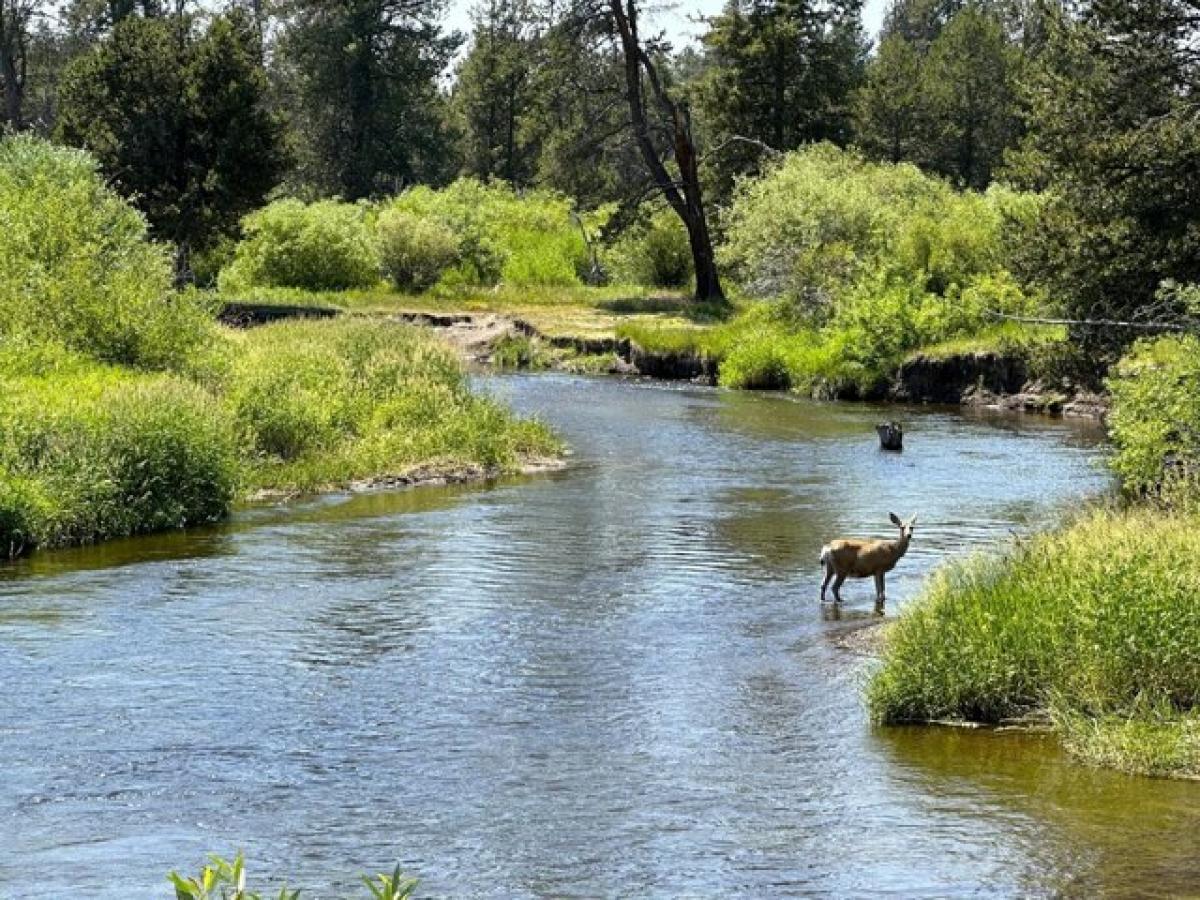 Picture of Residential Land For Sale in La Pine, Oregon, United States