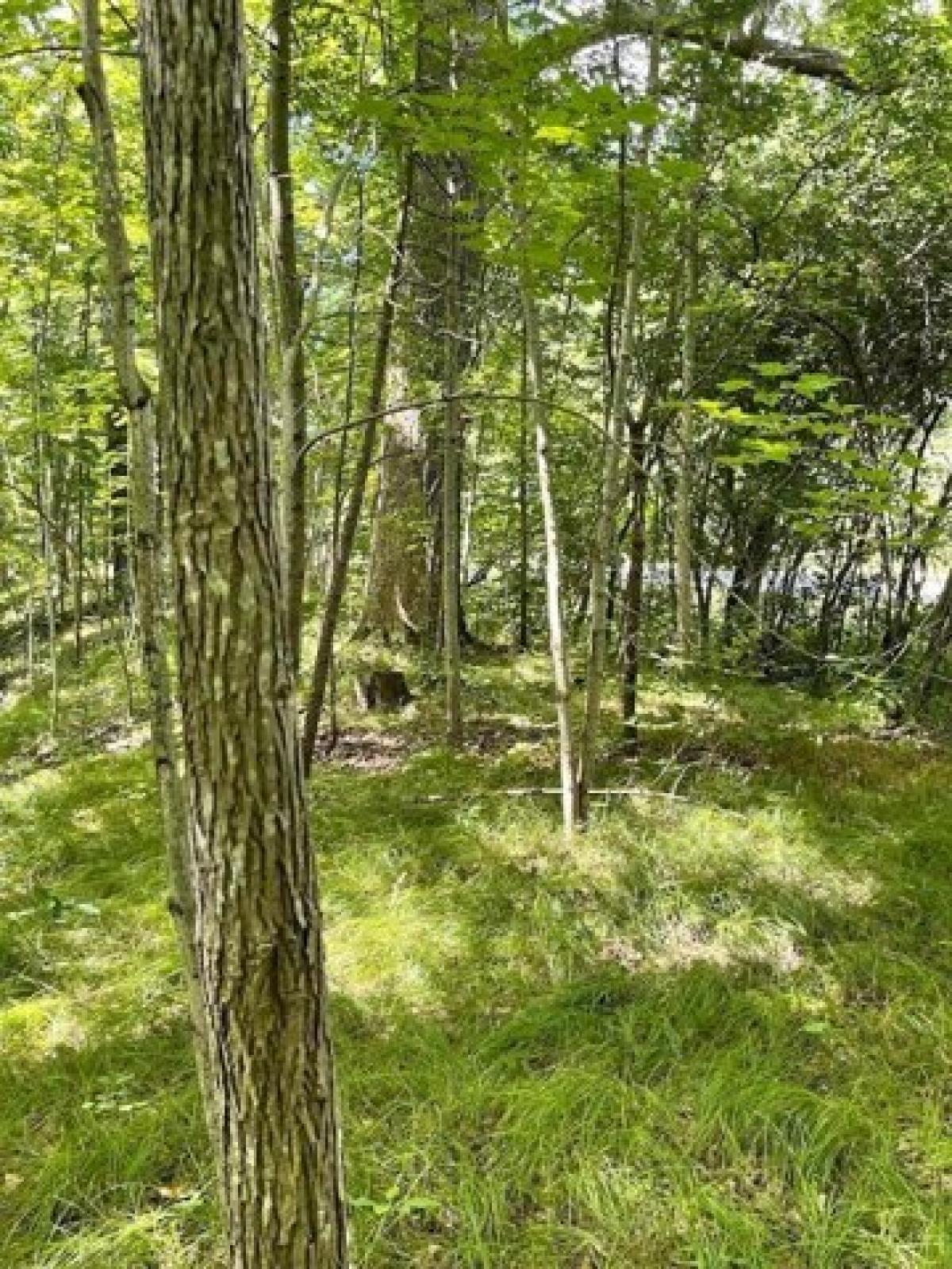 Picture of Residential Land For Sale in Mount Morris, New York, United States