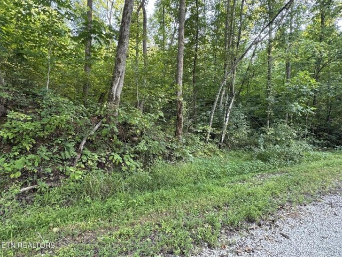 Picture of Residential Land For Sale in Winfield, Tennessee, United States