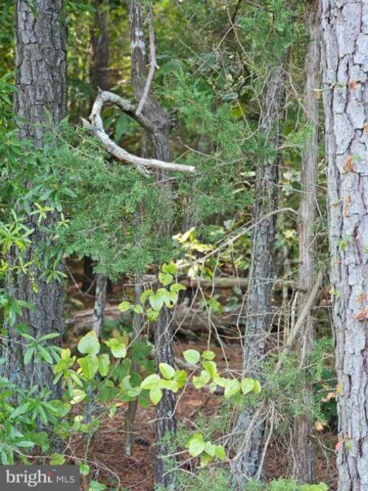 Picture of Residential Land For Sale in Bowling Green, Virginia, United States