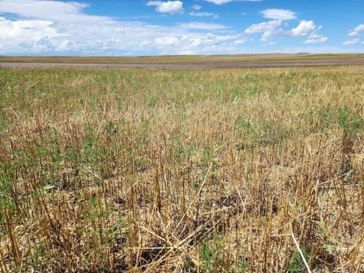 Picture of Residential Land For Sale in Bushnell, Nebraska, United States