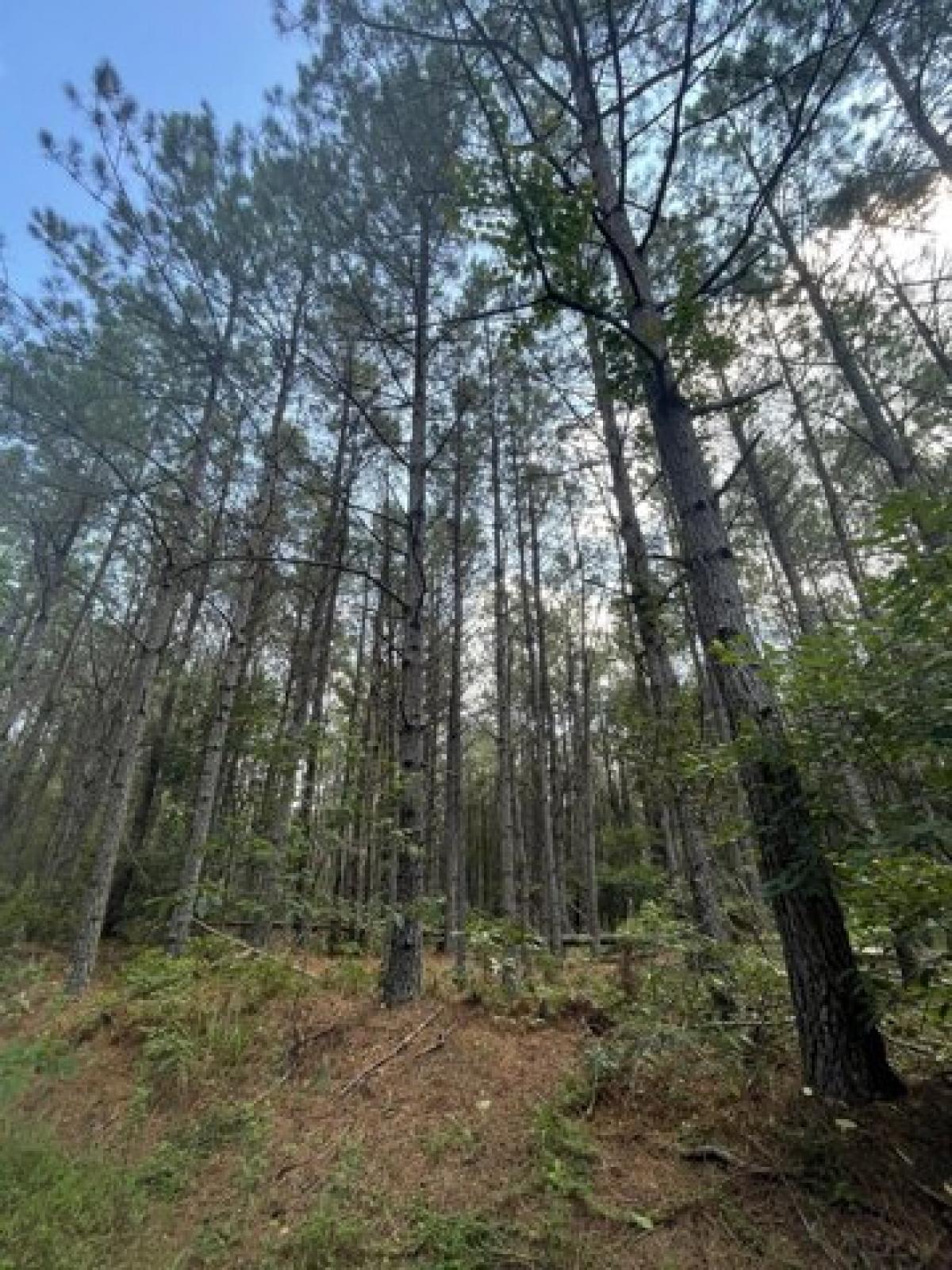 Picture of Residential Land For Sale in Hohenwald, Tennessee, United States