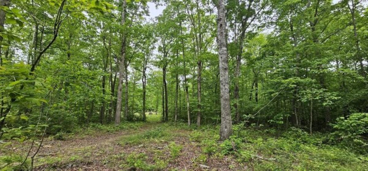 Picture of Residential Land For Sale in Gruetli Laager, Tennessee, United States