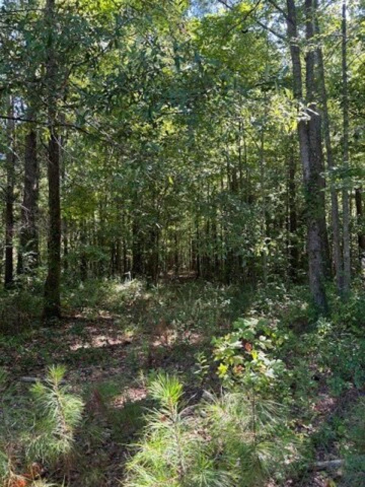 Picture of Residential Land For Sale in Wadley, Alabama, United States