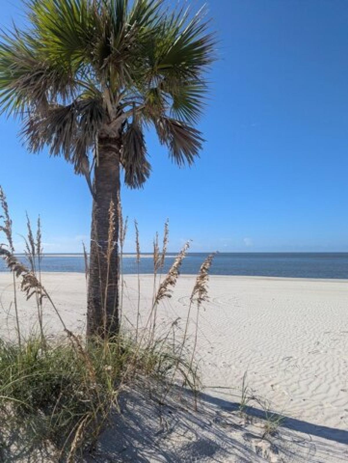 Picture of Residential Land For Sale in Port Saint Joe, Florida, United States