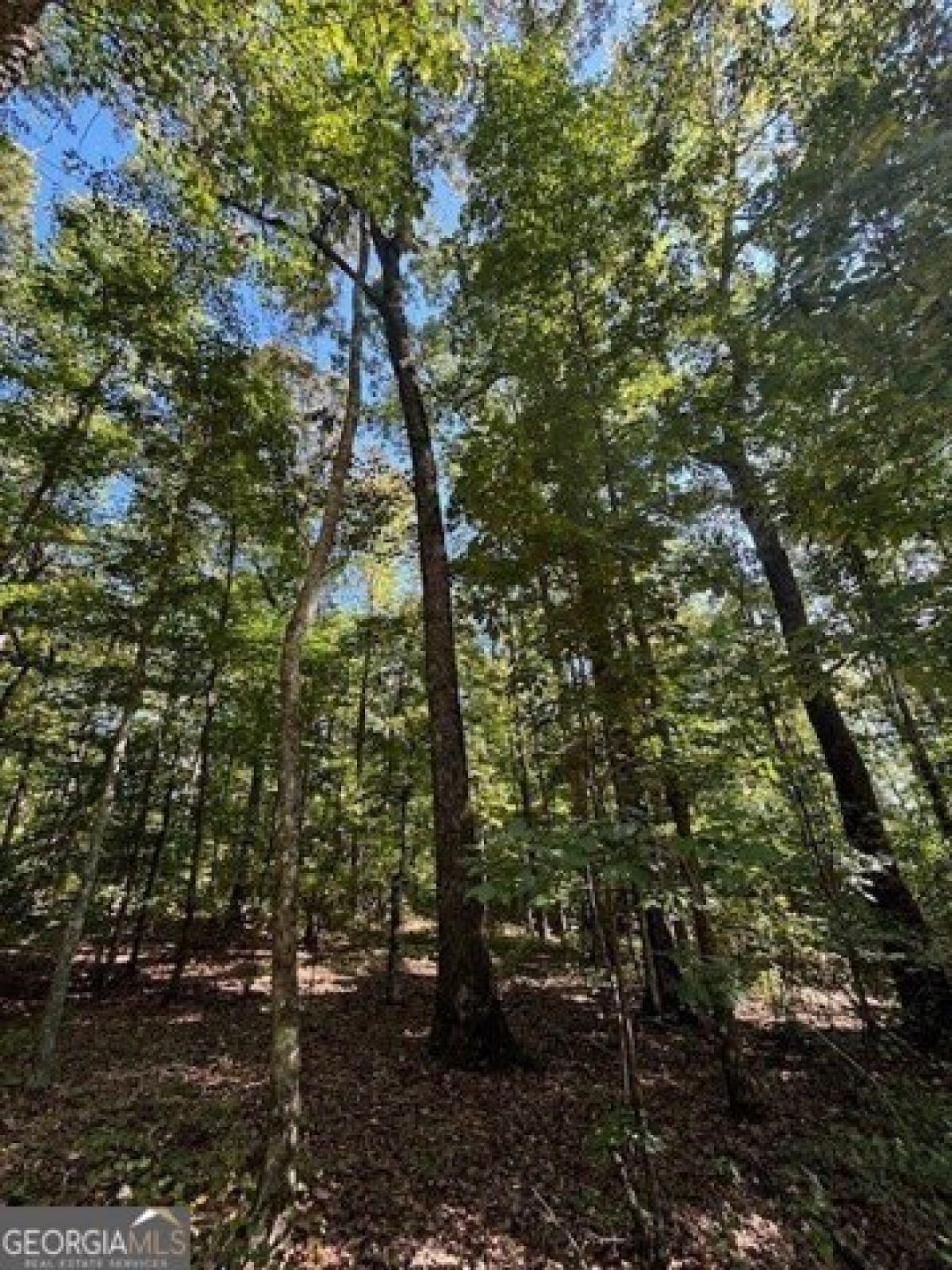 Picture of Residential Land For Sale in Wadley, Alabama, United States