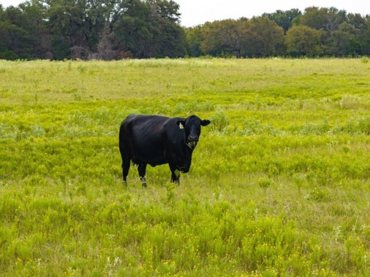 Picture of Residential Land For Sale in Mexia, Texas, United States