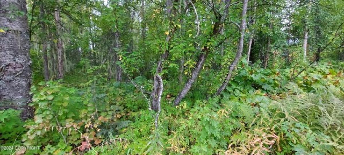 Picture of Residential Land For Sale in Talkeetna, Alaska, United States