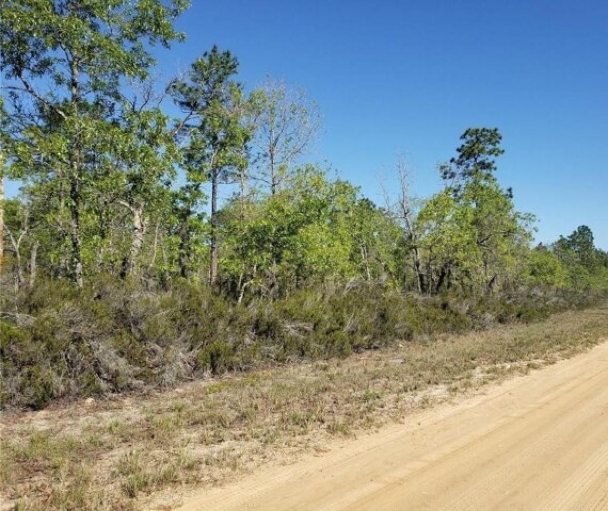 Picture of Residential Land For Sale in Hawthorne, Florida, United States