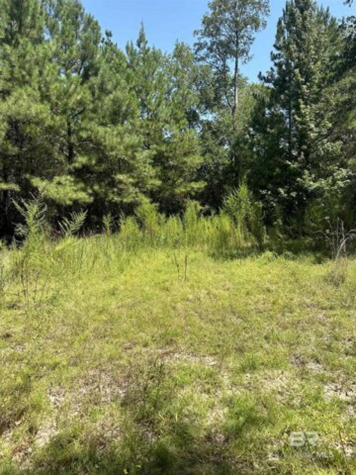 Picture of Residential Land For Sale in Mount Vernon, Alabama, United States