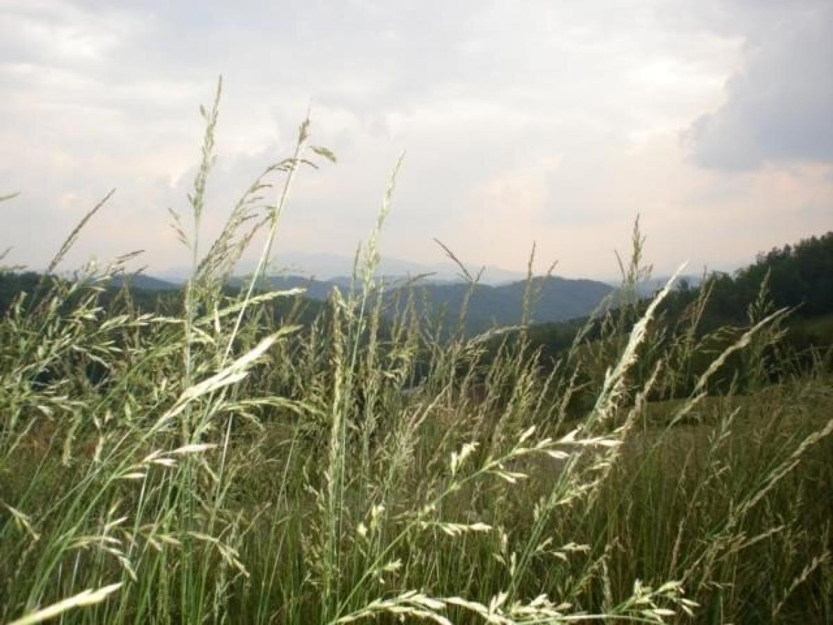 Picture of Residential Land For Sale in Franklin, North Carolina, United States