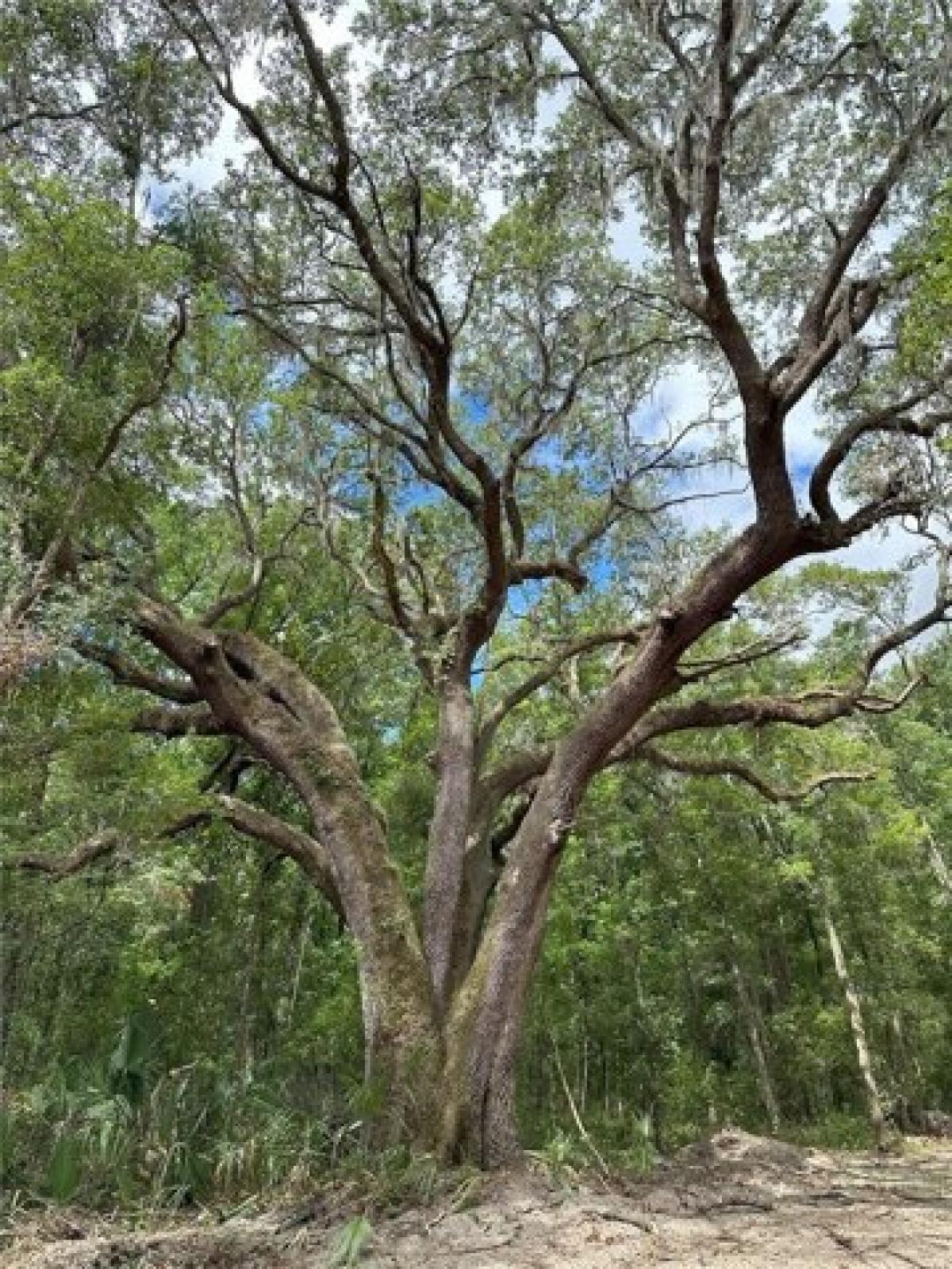 Picture of Residential Land For Sale in Reddick, Florida, United States