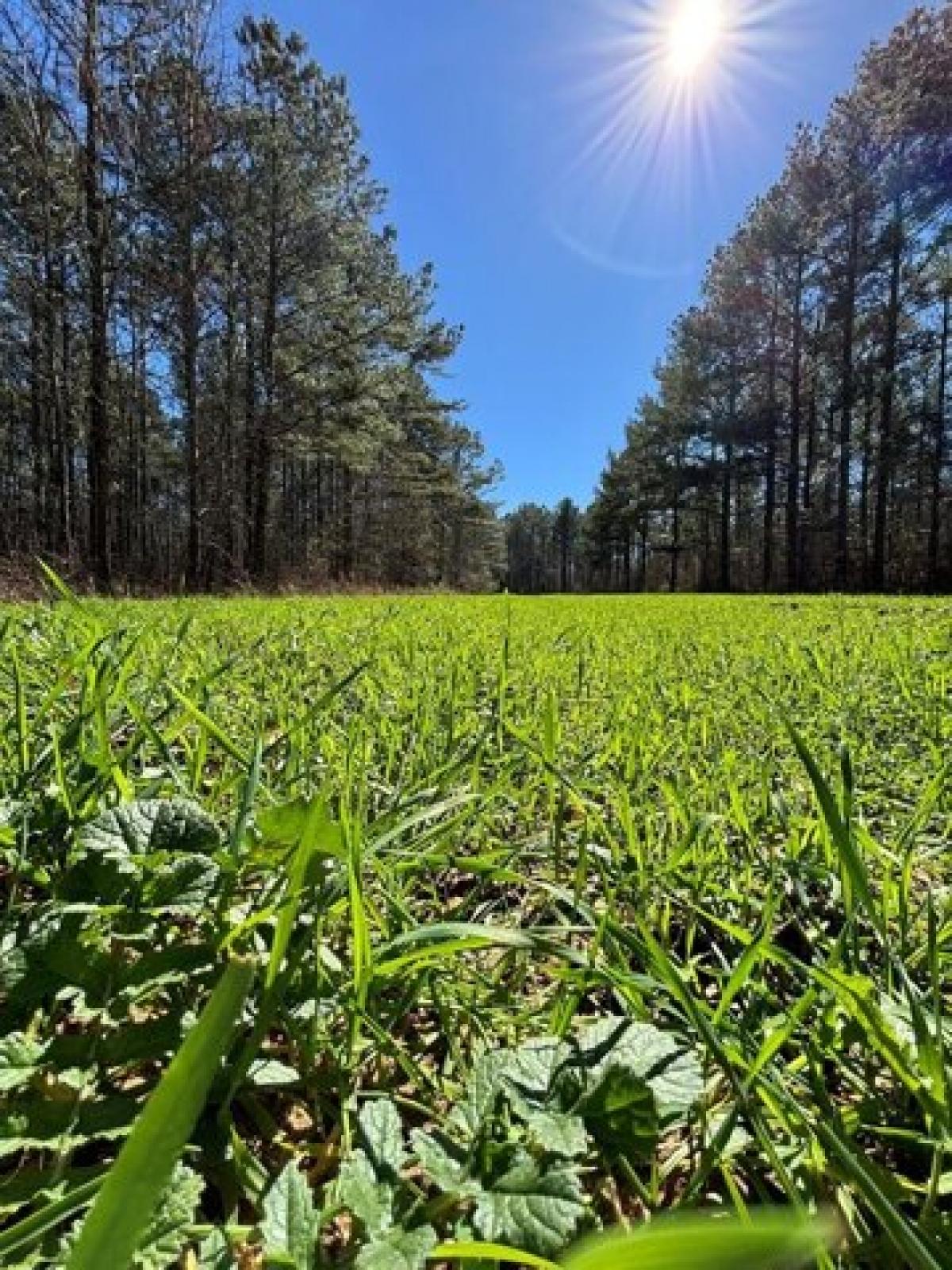 Picture of Residential Land For Sale in Louisville, Alabama, United States