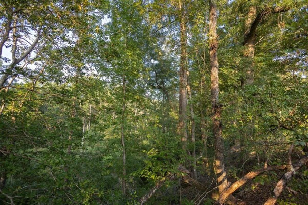 Picture of Residential Land For Sale in Abbeville, Alabama, United States