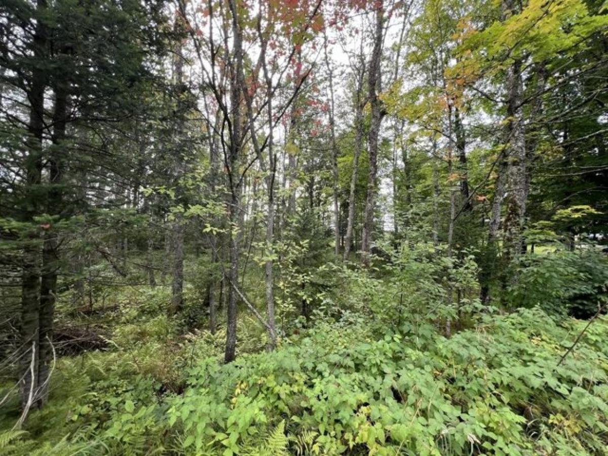 Picture of Residential Land For Sale in Iron River, Michigan, United States