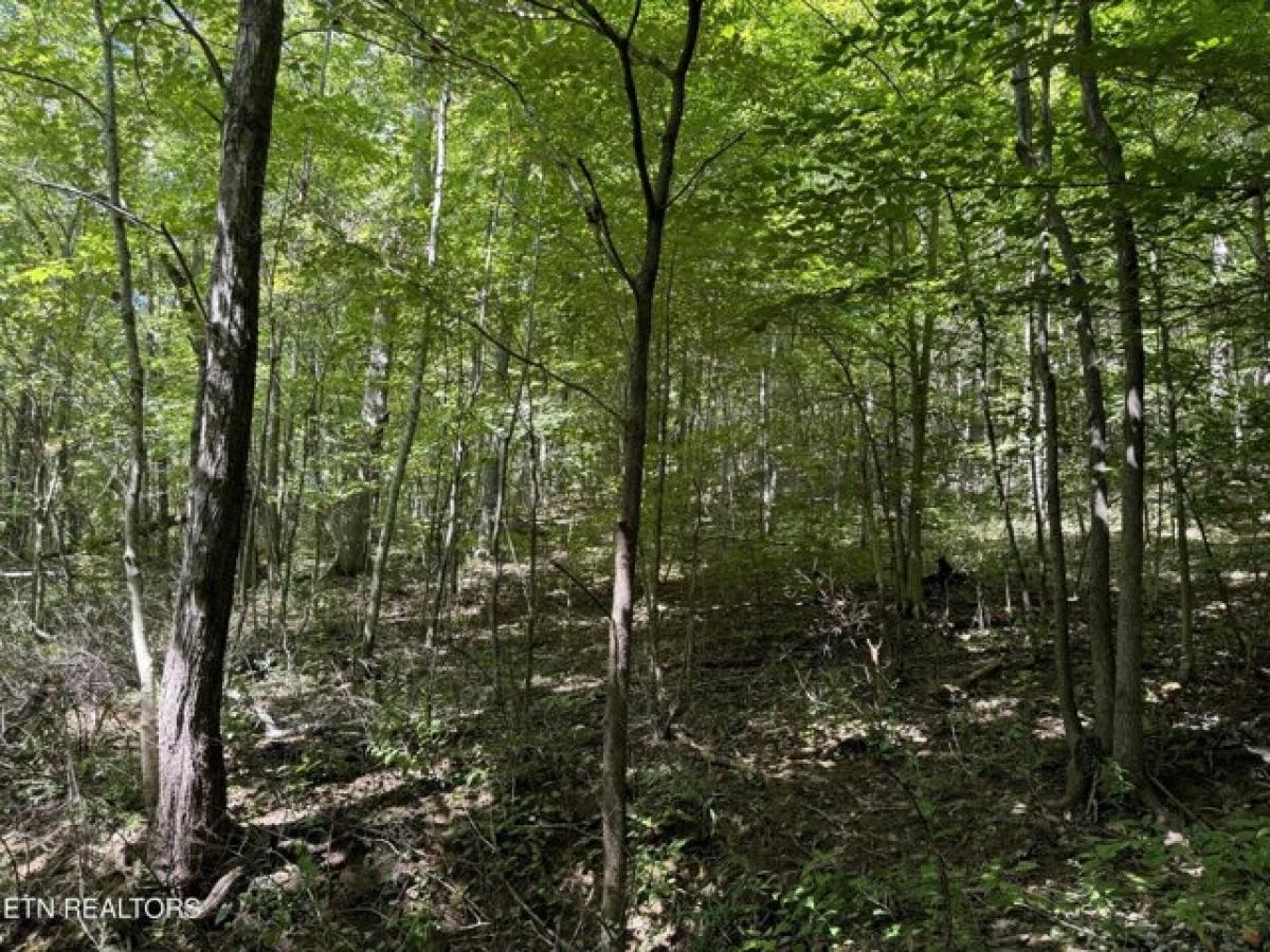 Picture of Residential Land For Sale in Huntsville, Tennessee, United States