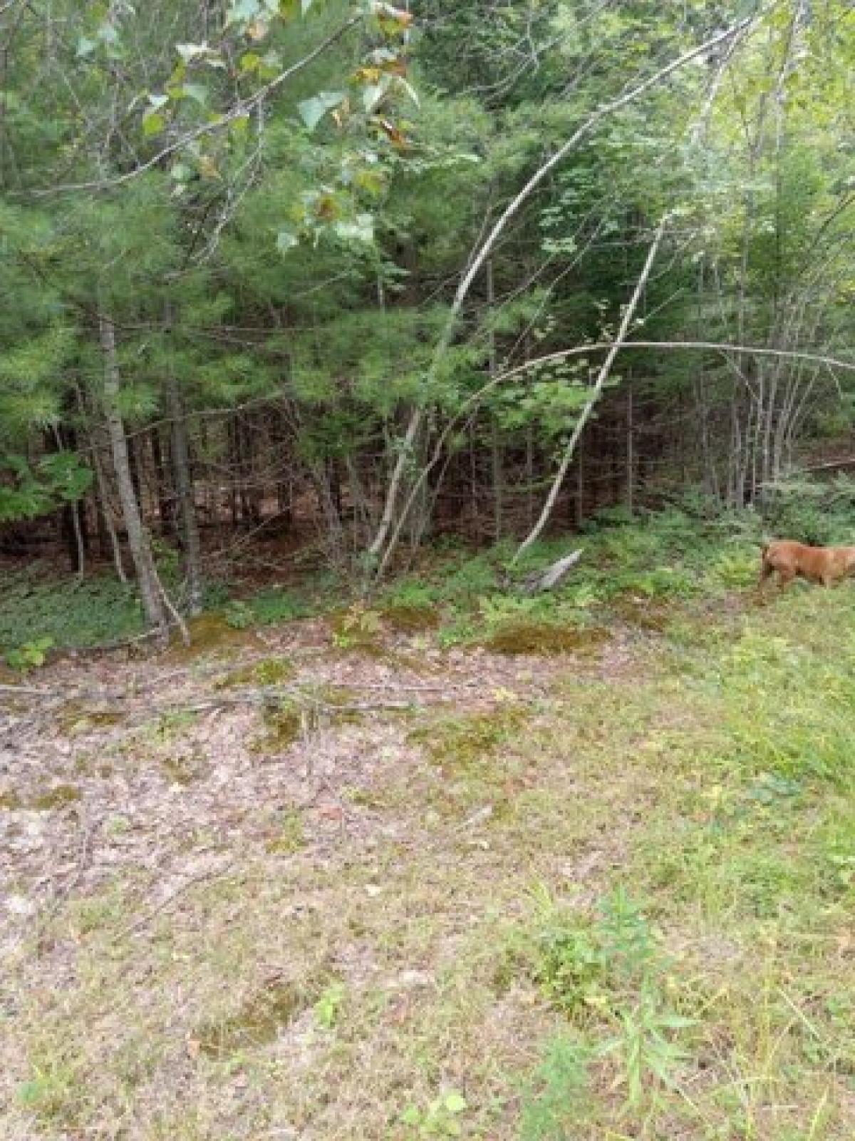 Picture of Residential Land For Sale in Buckfield, Maine, United States