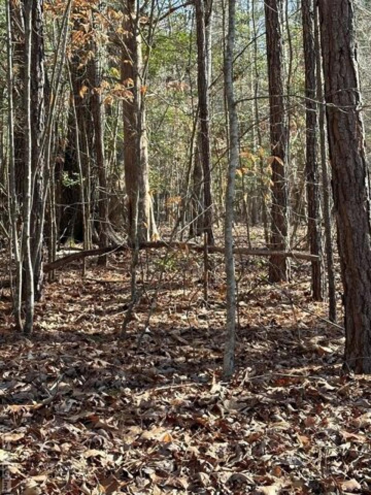 Picture of Residential Land For Sale in Ebony, Virginia, United States