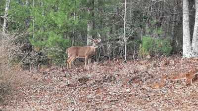 Residential Land For Sale in Blue Ridge, Georgia