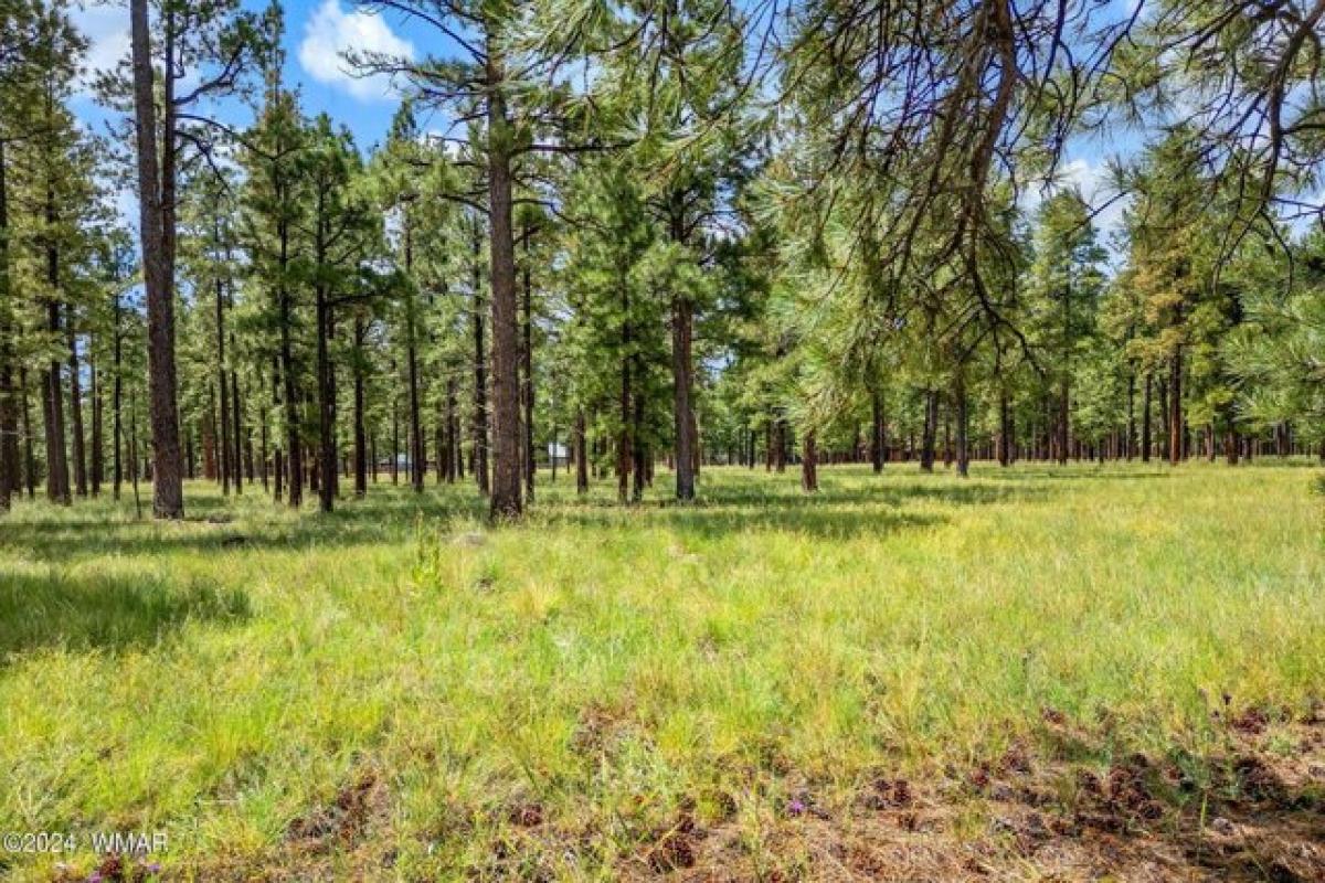 Picture of Residential Land For Sale in Greer, Arizona, United States