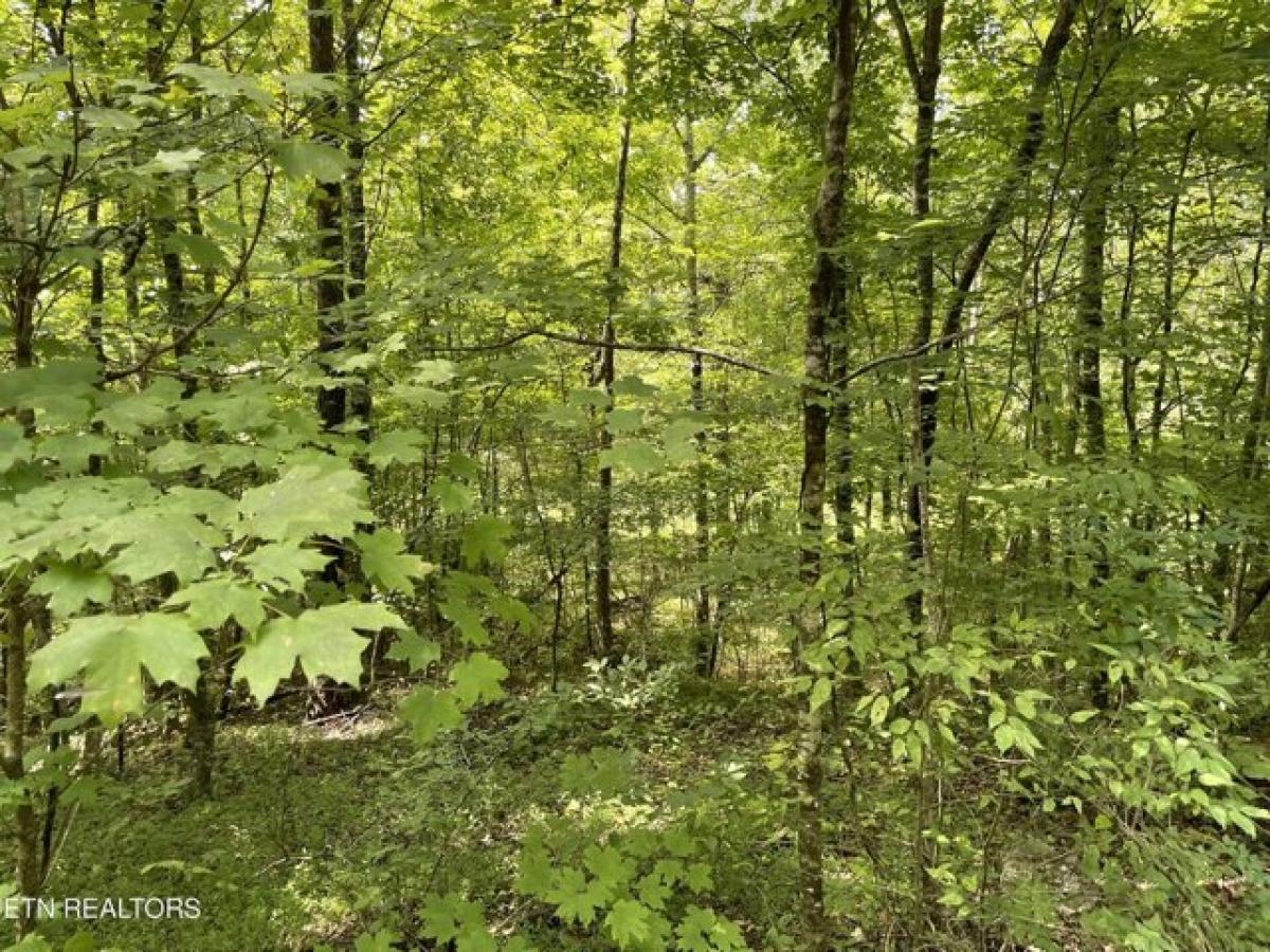 Picture of Residential Land For Sale in Ten Mile, Tennessee, United States