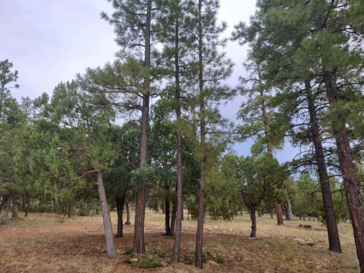 Picture of Residential Land For Sale in Happy Jack, Arizona, United States